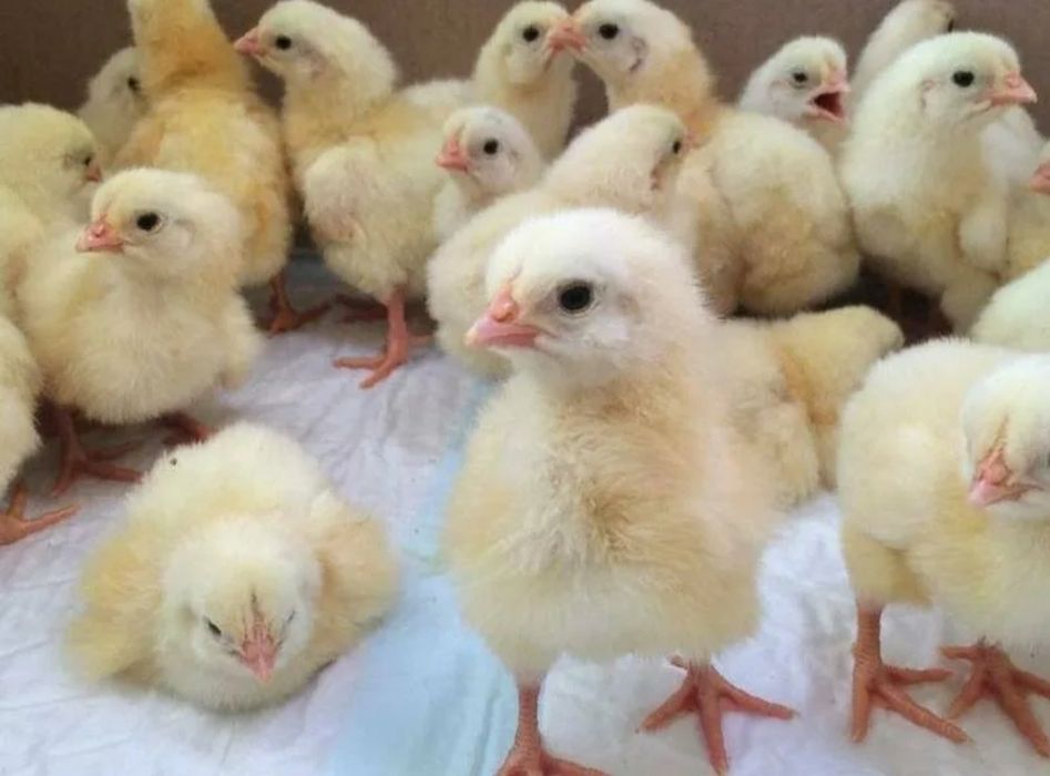 Суточные бройлеры
