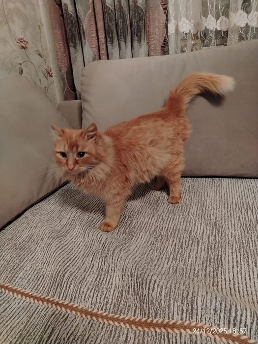 Молодая  кошечка