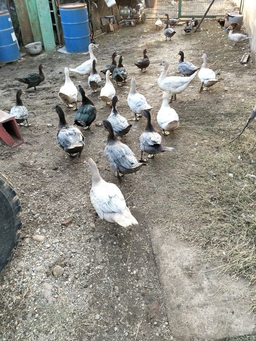Vând ratoi de asta vara.