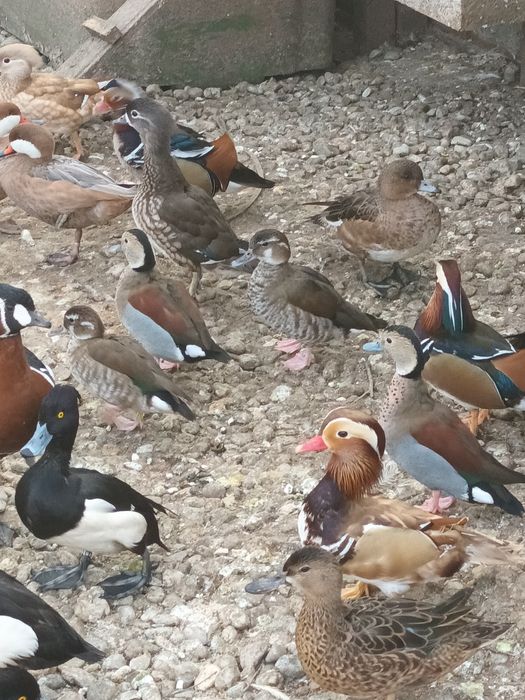 Vand pasari de ornament