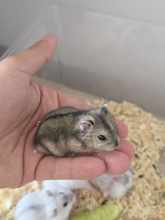 Pui HAMSTERI Siberini
