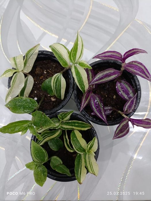 Традисканция комнатное растение