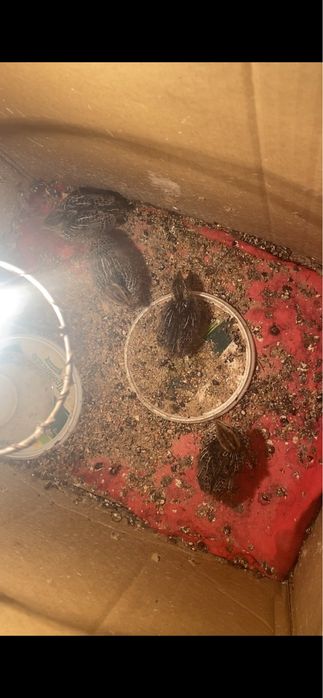 Есть Итальянскийе перепела