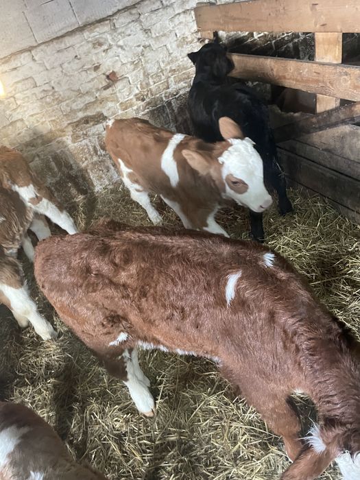 Vitei baltati de vanzare