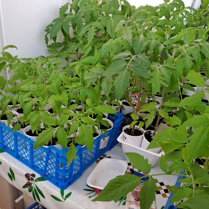 Продам рассаду помидор домашних