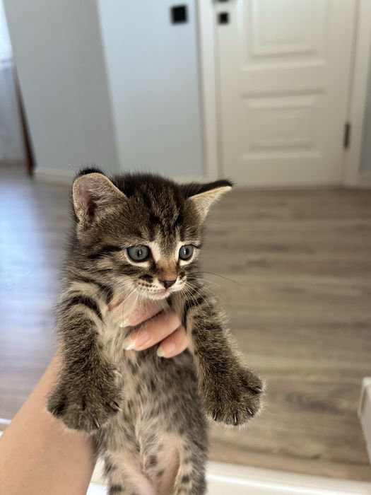 Котенки в добрые руки