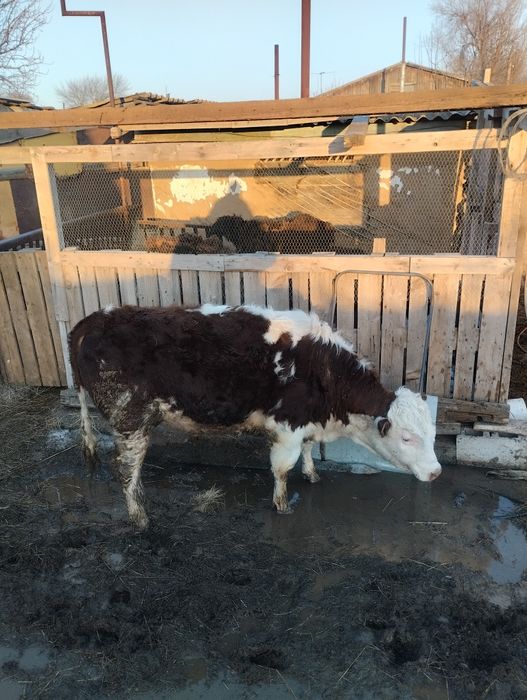 Продам бычка 1 год