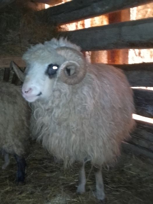 Vând sau schimb berbecul