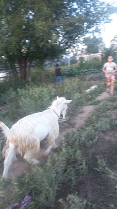 Зааненская теке сатамын