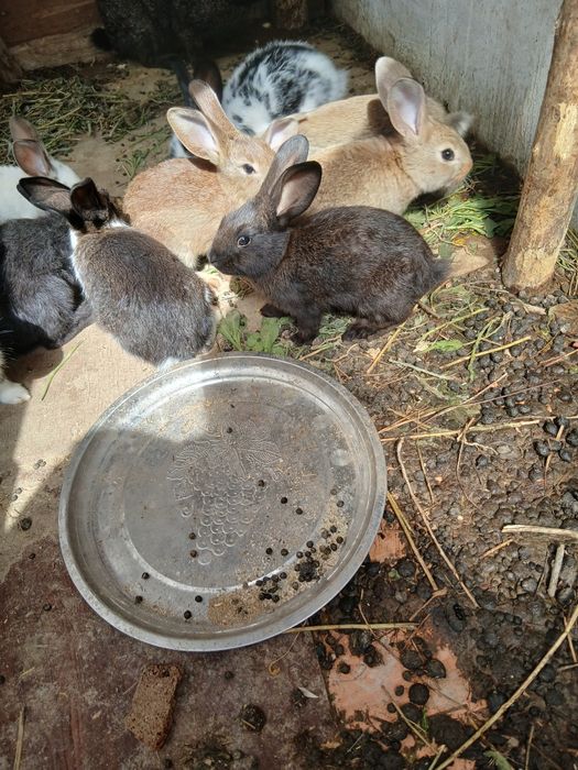 Продаётся кролики