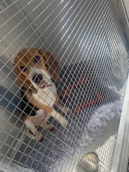 Transport CAINI si Pisici Autorizat Romania ANGLIA si invers !