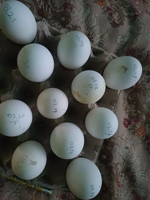 Oua de Gasca de vanzare