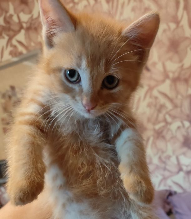Отдам котят в добрые руки