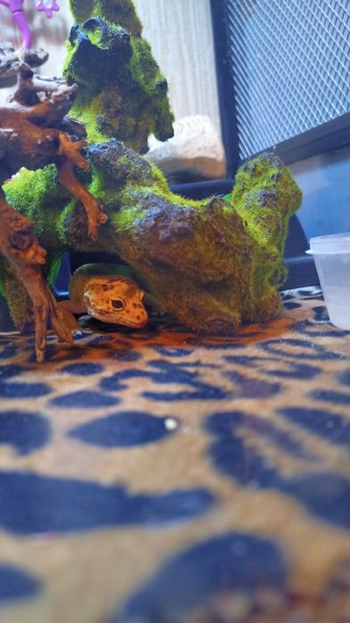 Террариум с эублефаром