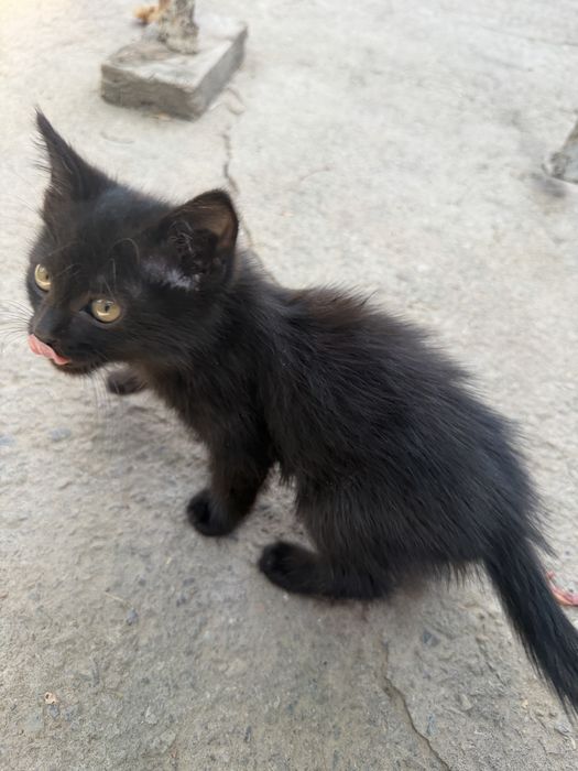 Отдам Котенок БЕСПЛАТНО