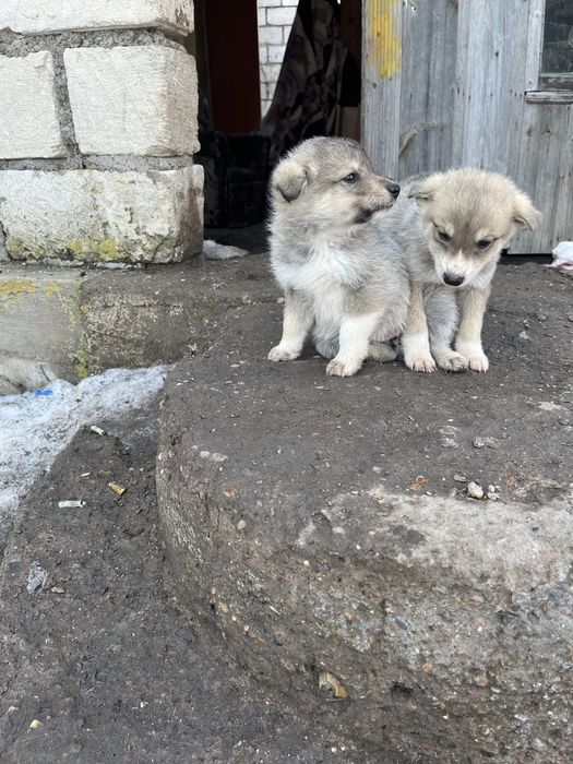 Отдам щенков в добрые руки ,дворняжки . 2 девочки 1 мальчик