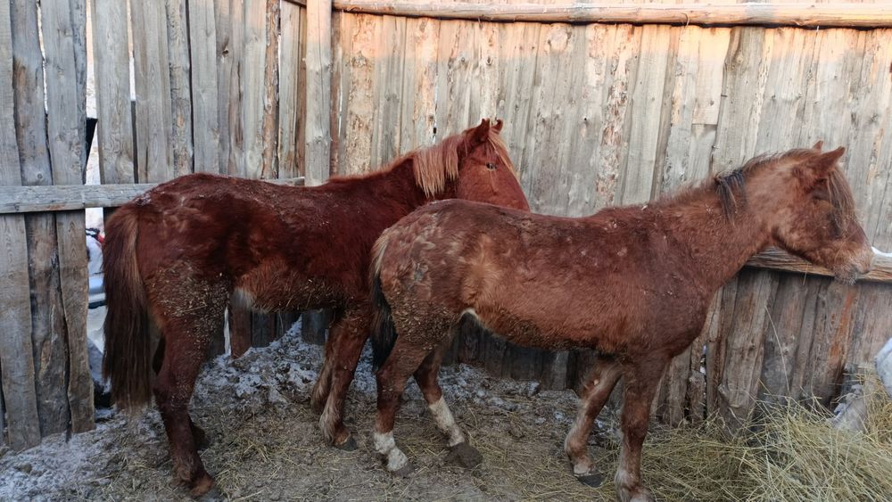 Продам два баитал