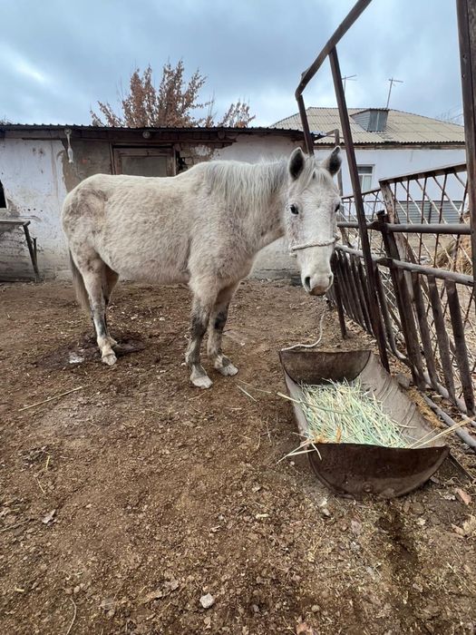 Бие,жуас бағасына келісеміз
