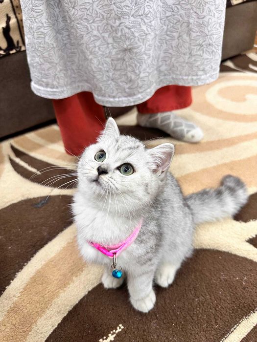 Продаётся британская короткошёрстная кошка