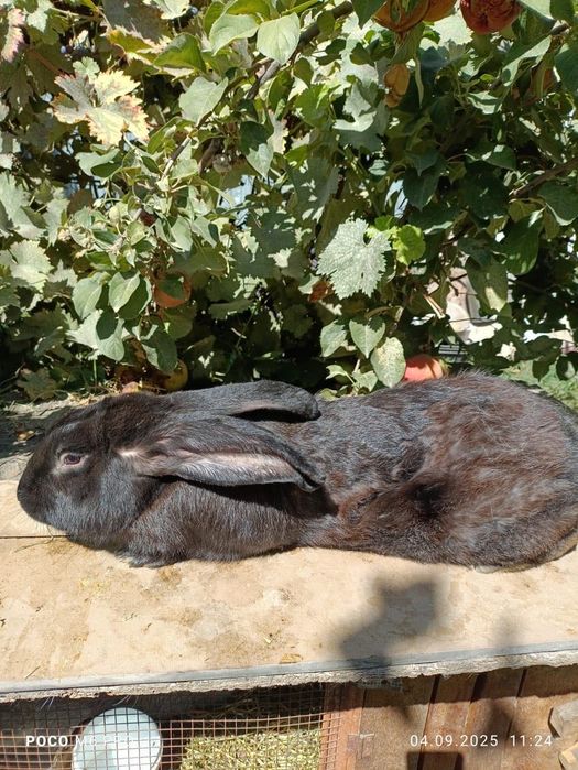 Кролики в продаже