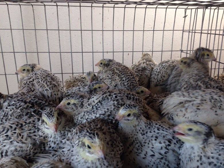 Prepelite pentru carne-Jumbo White (Coturnix Coturnix)