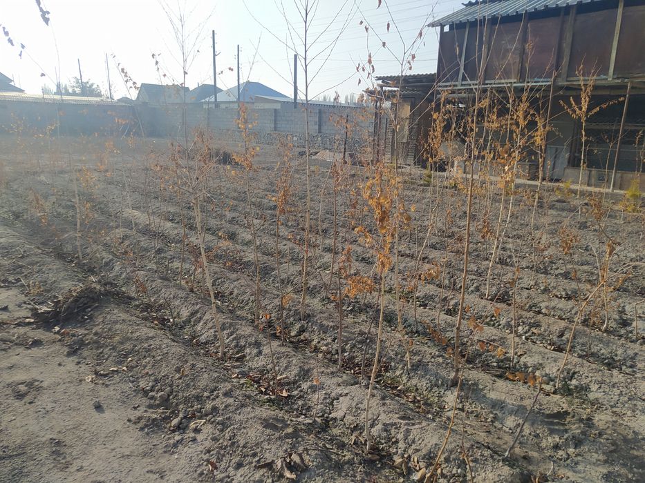 Продается Туя и Берёза