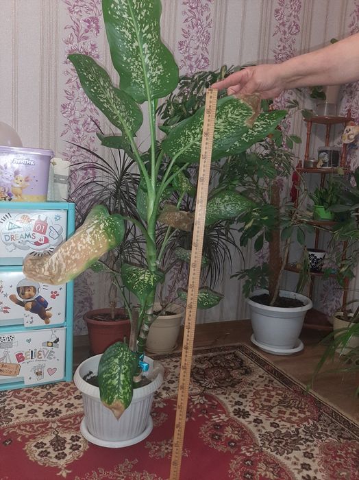 Продается комнатные  растения