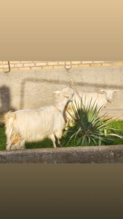 Зотли  Российский Эчки