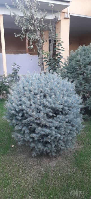 Голубая ель высота 3 м