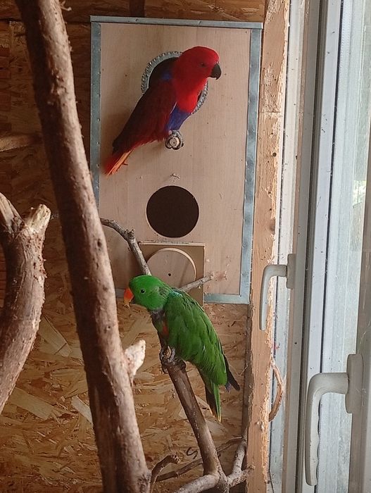 Papagali eclectus
