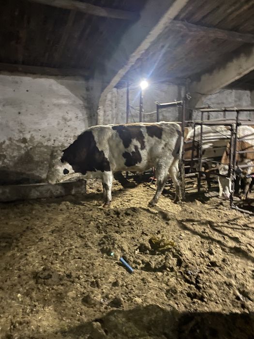 Быки симментал бұқа чистокровные