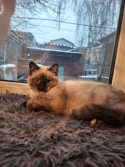 Котенок ищет дом