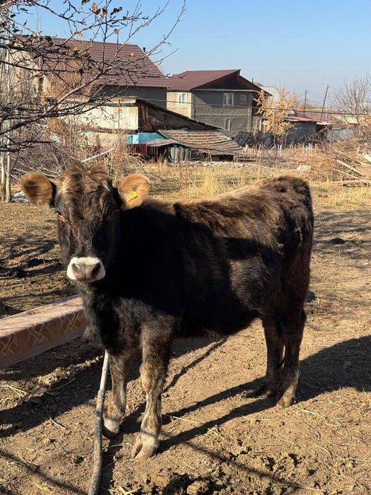 Коровы телята 1,8