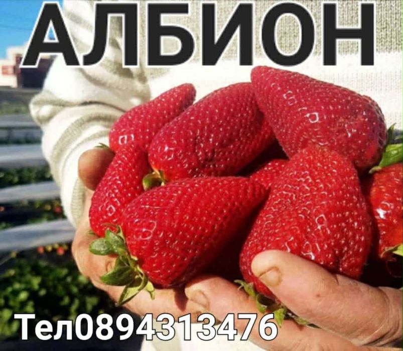 Разсад ягоди малини къпини