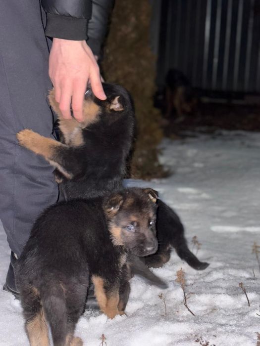 Немецкая овчарка (щенки)