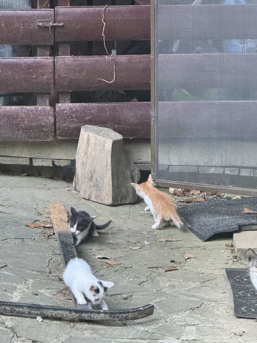 pisici 5 saptamani donat