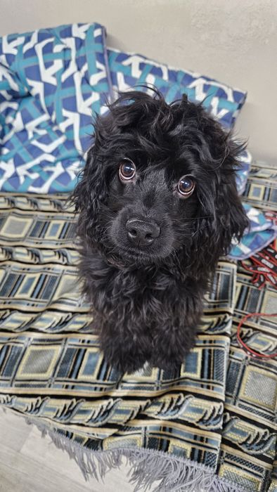 Американский хоккер