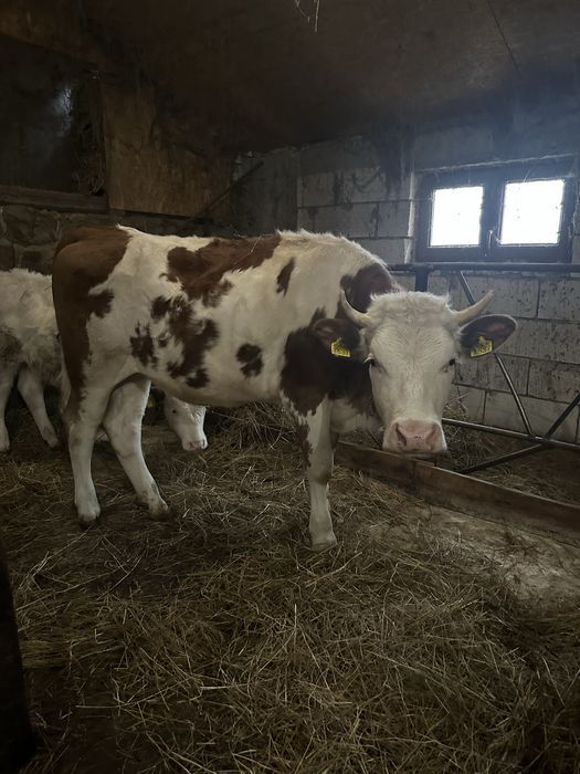 Vand juninca  Baltata Romaneasca