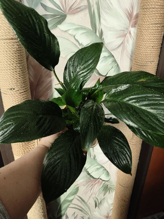 Комнатные растения