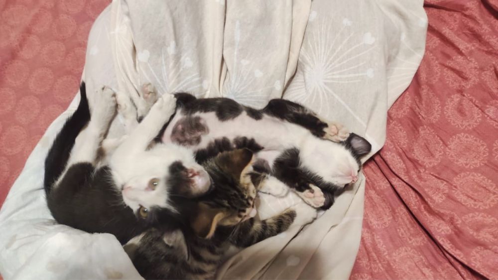 Отдаю котят в хорошие руки