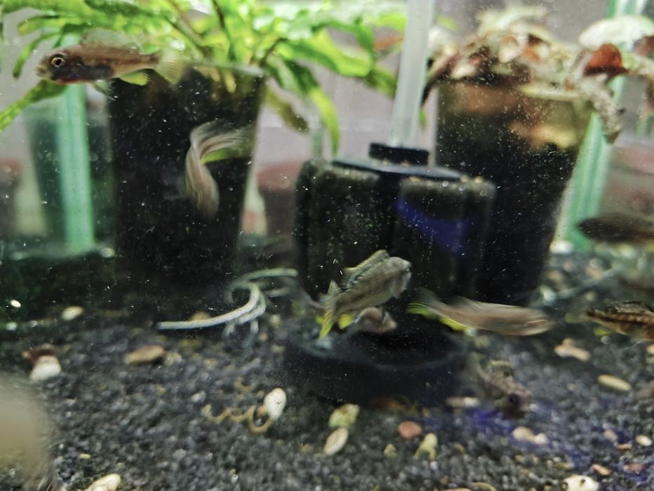 Рыбки аквариумные, цихлиды