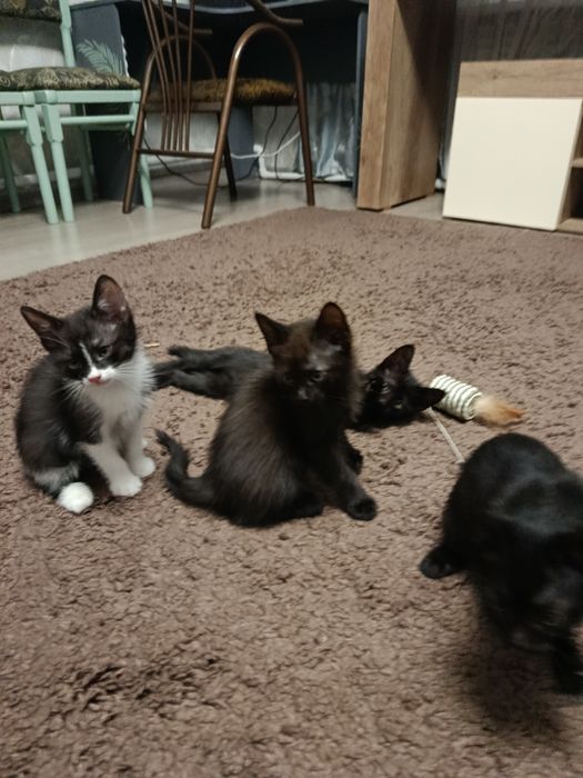 Котенок Отдам котят в добрые руки