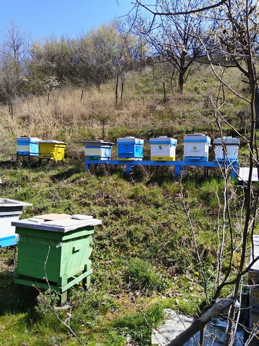 Пчелни семейства рег N 2648-0034