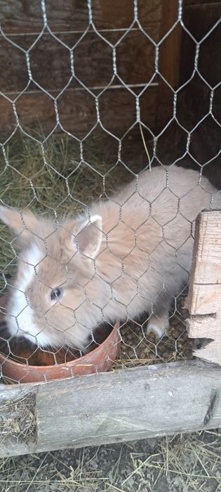 Iepurași cap de leu pitic și berbec german pitic