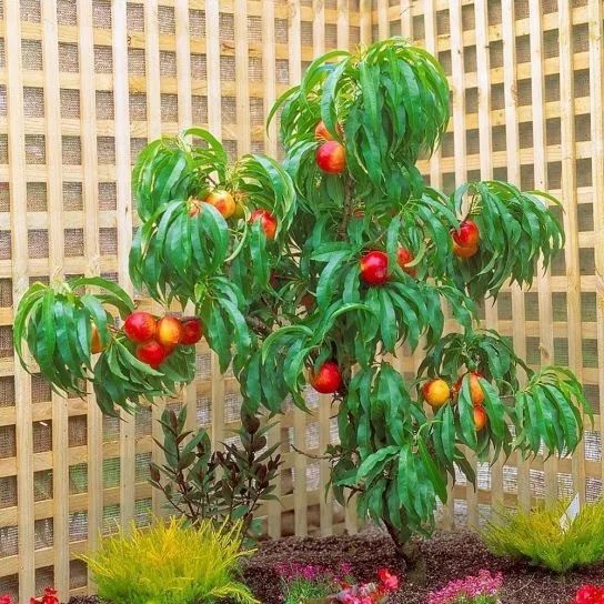 Pomi fructiferi pitici