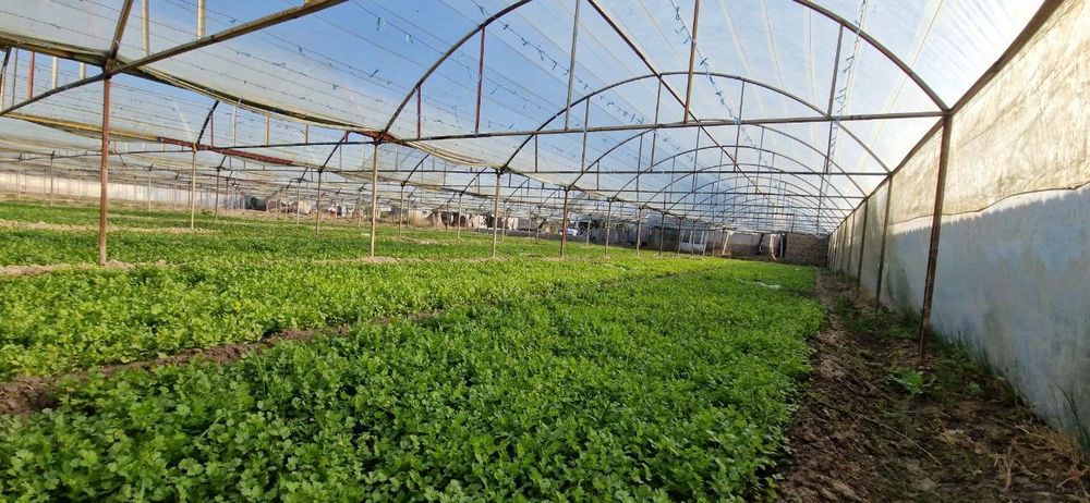 Uchastka sotiladi srojna!!!