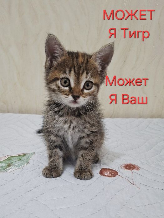 Ласковый котик Лева .1,2 месяца