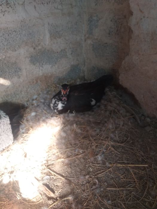 Утка наседка.  Мускусная.