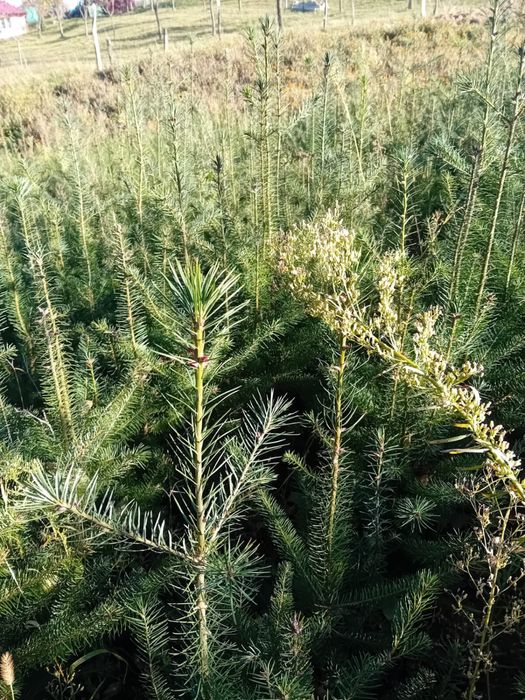 Vând puieți de brazi Douglas