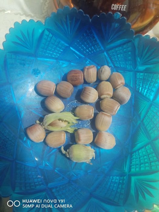 Продам саженцы фундука